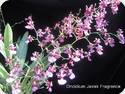 Oncidium Jairak Fragrance